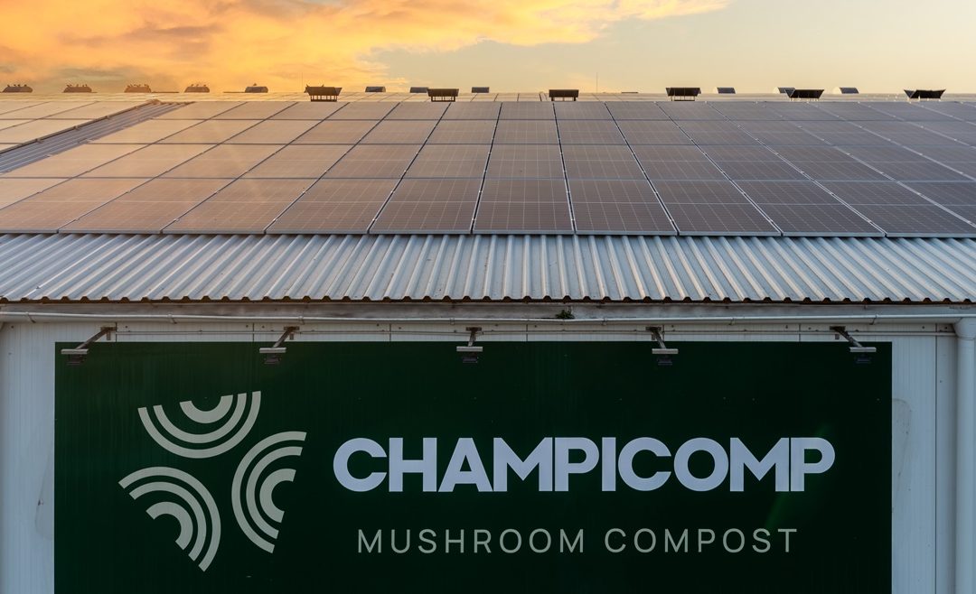 Solar panels in the production of champignon compost