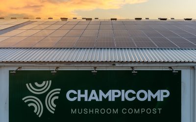 Solar panels in the production of champignon compost